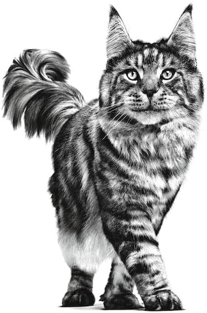 Renal Cat Food, 2 Kg
